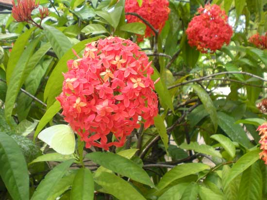 garden flowers in kerala india